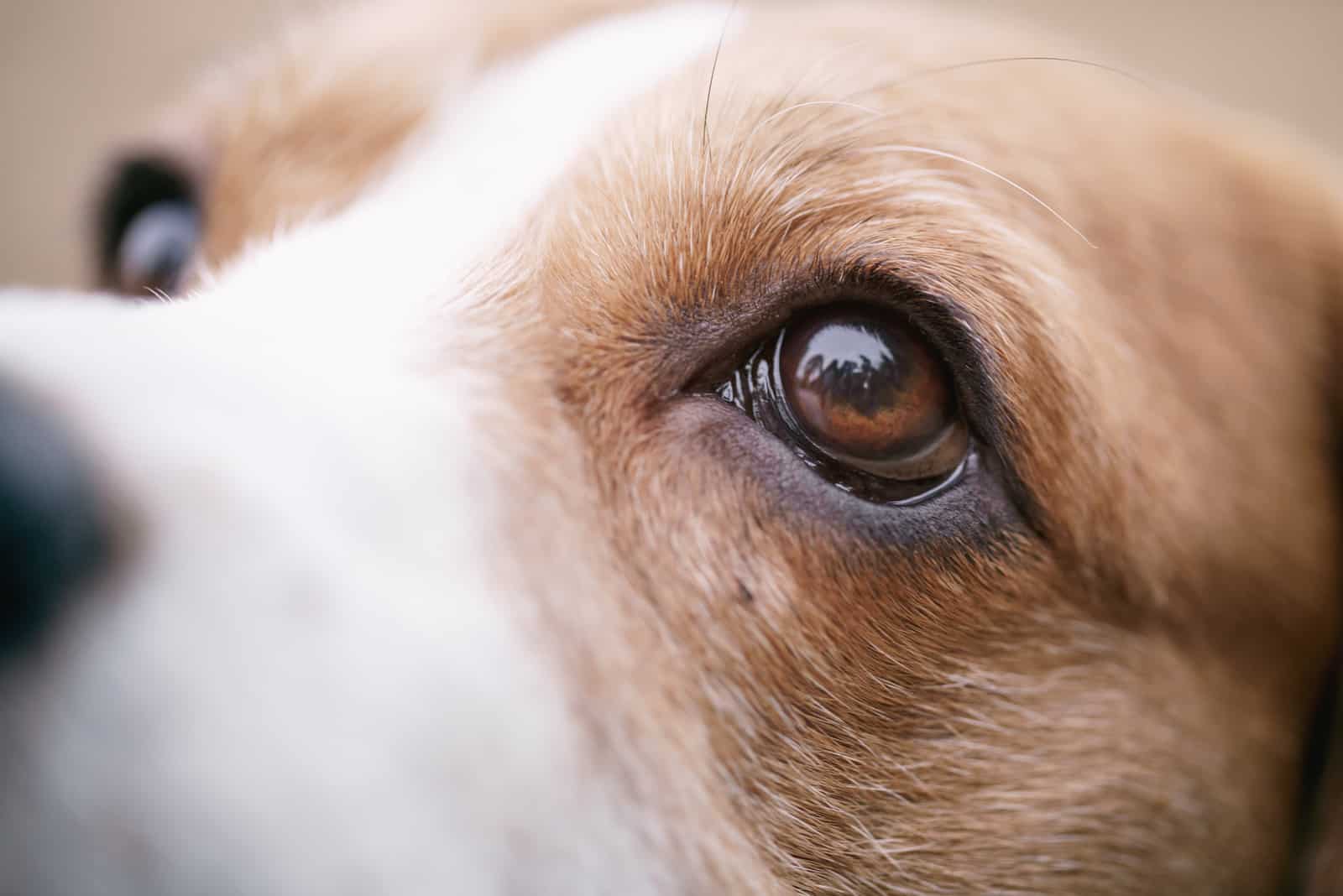 schöner Beagle-Hund