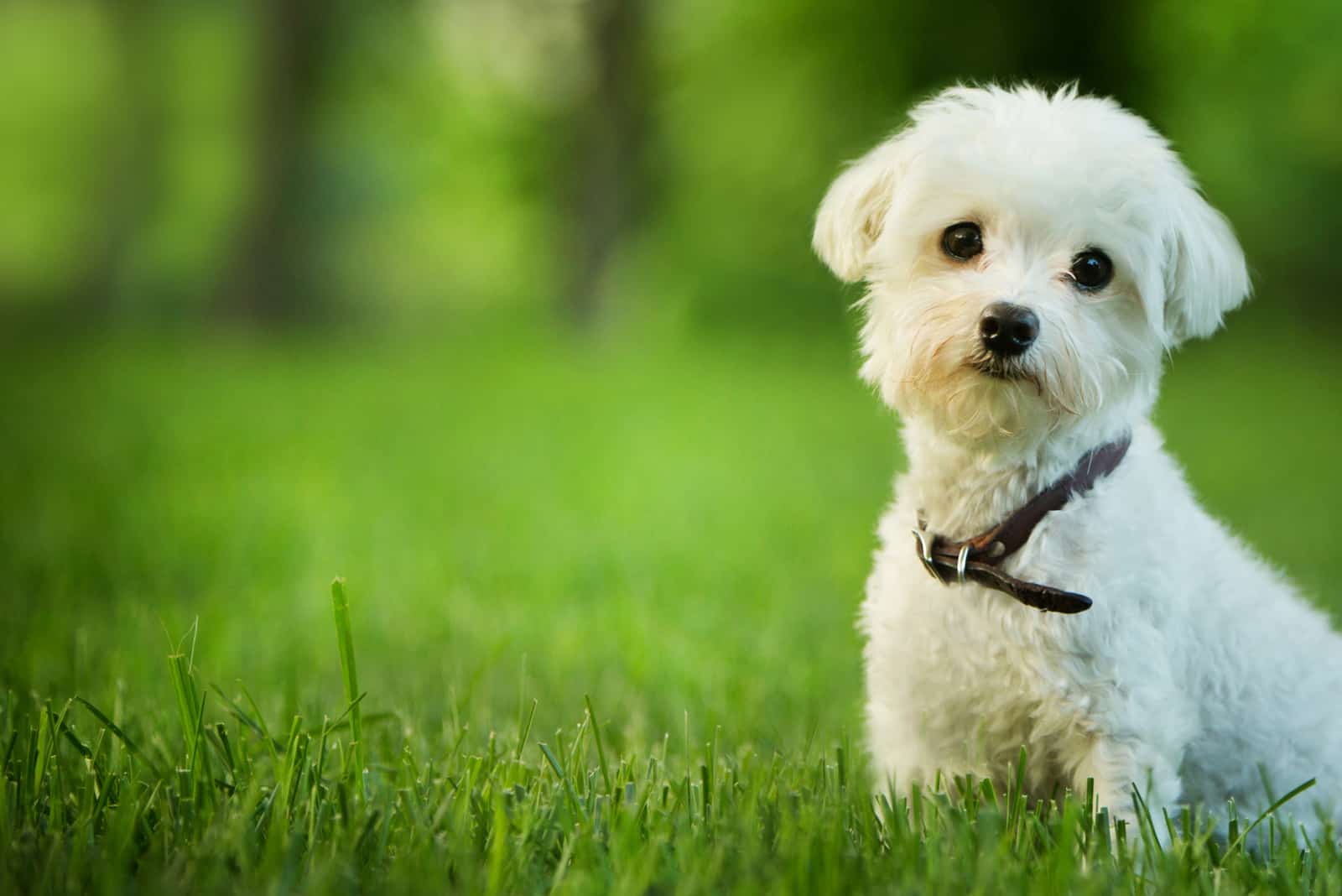 süßer maltesischer Hund, der im Gras sitzt