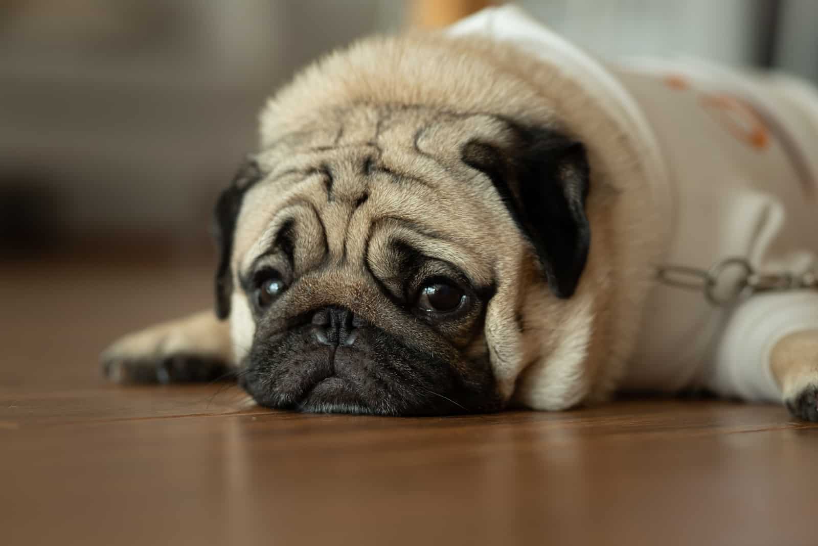 süßer trauriger Hund, der auf dem Boden liegt