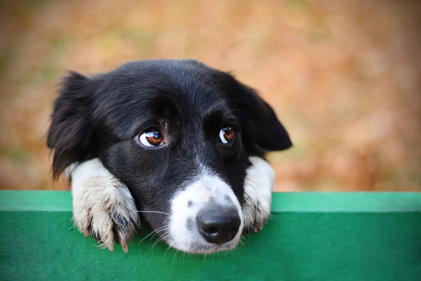 trauriger Border Collie Hund denken