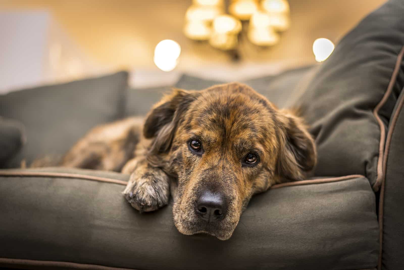 trauriger und einsamer Hund, der sich auf das Sofa legt