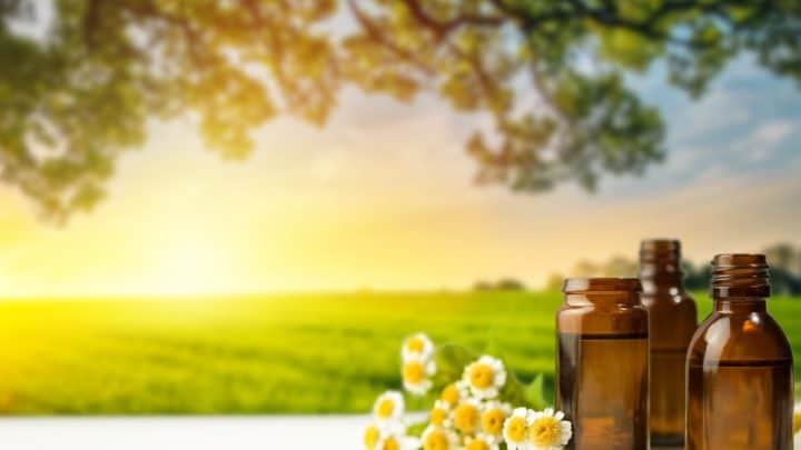 Bachblüten für Hunde: Einsatzmöglichkeiten der Alternativmedizin