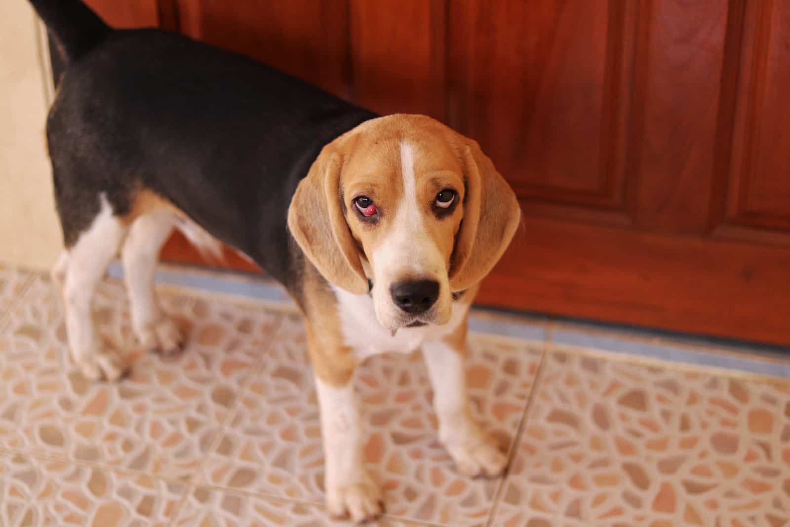 Beagle-Hund mit roten Augen