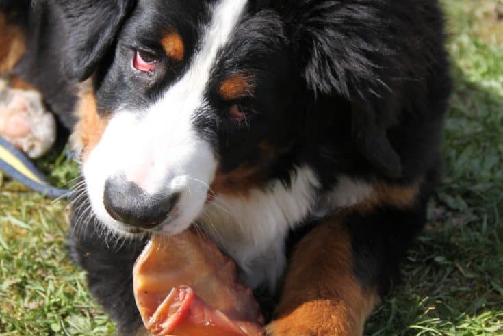 Schweineohren Hund Gefährlich oder leckerer Kauspaß?