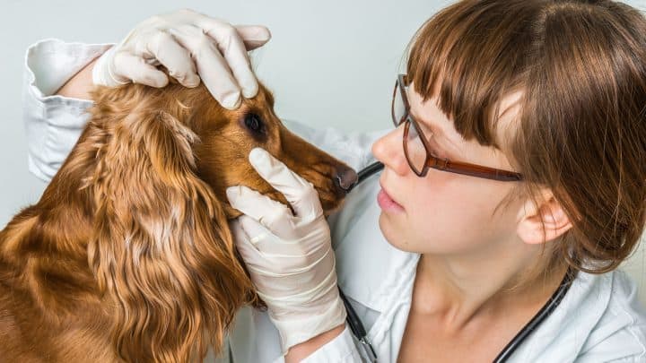 Bindehautentzündung Hund: Symptome, Behandlung und Vorbeugung