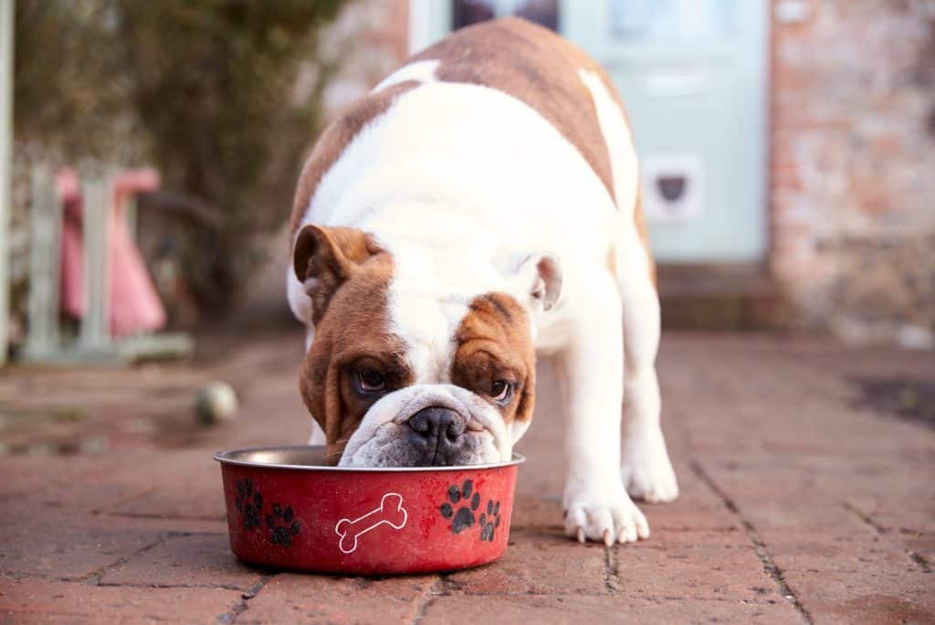 Dürfen Hunde Haferflocken essen? Tipps für die nährstoffreichen Flocken