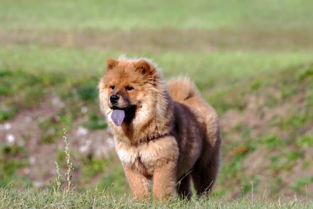 Hund mit blauer Zunge: Rassen und Gründe für die außergewöhnliche Färbung