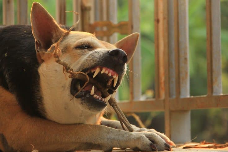 Wie viele Zähne hat ein Hund? Das Gebiss des Hundes