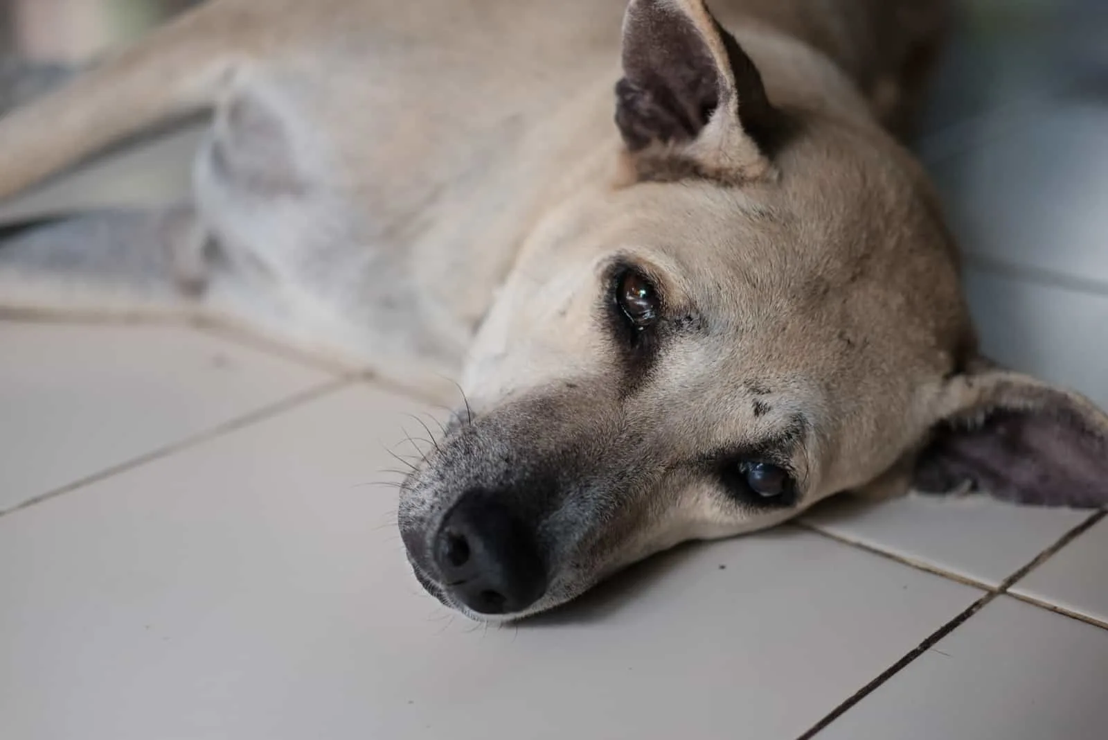 Der Hund lügt und weint