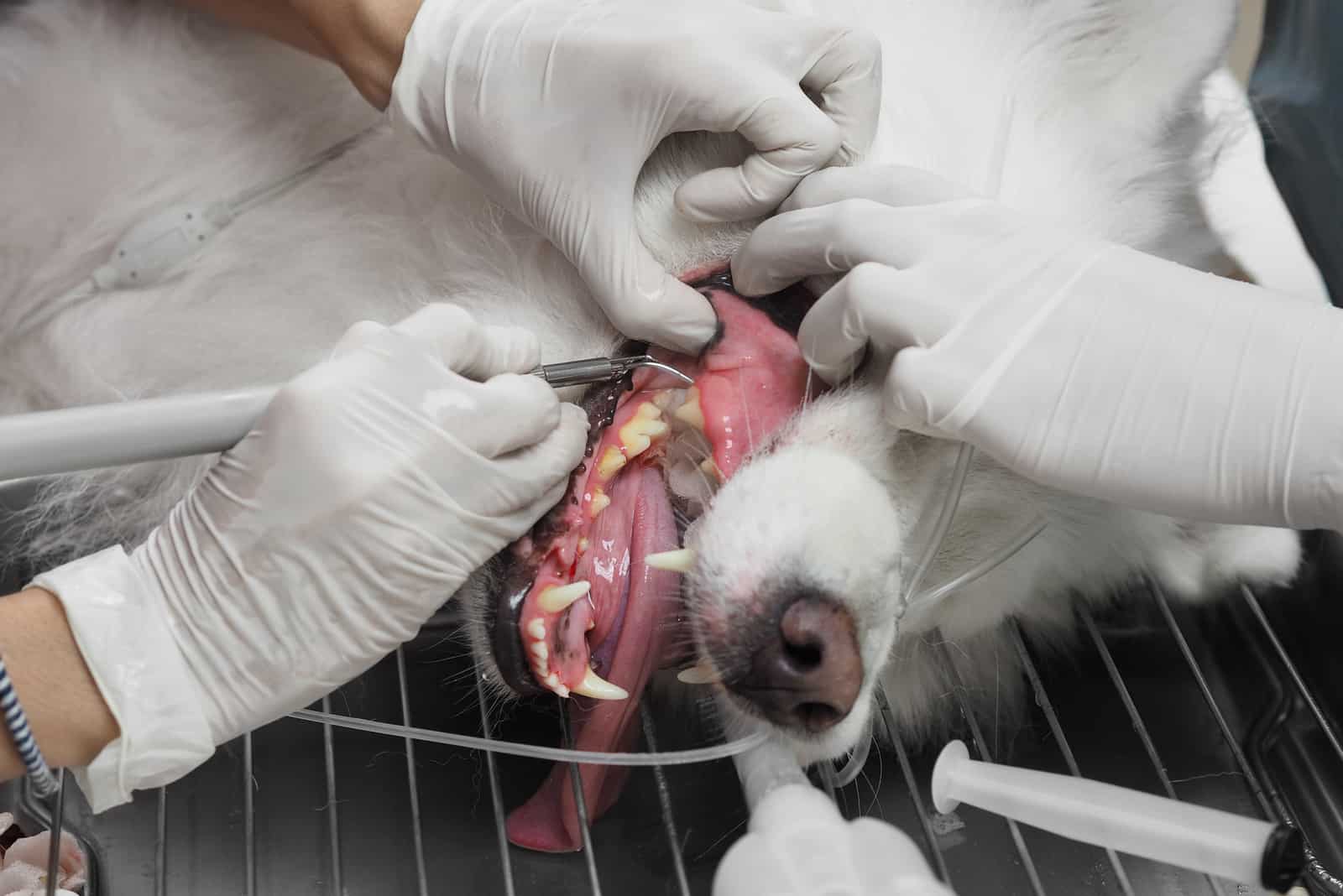 Der Tierarzt putzt die Zähne des Hundes