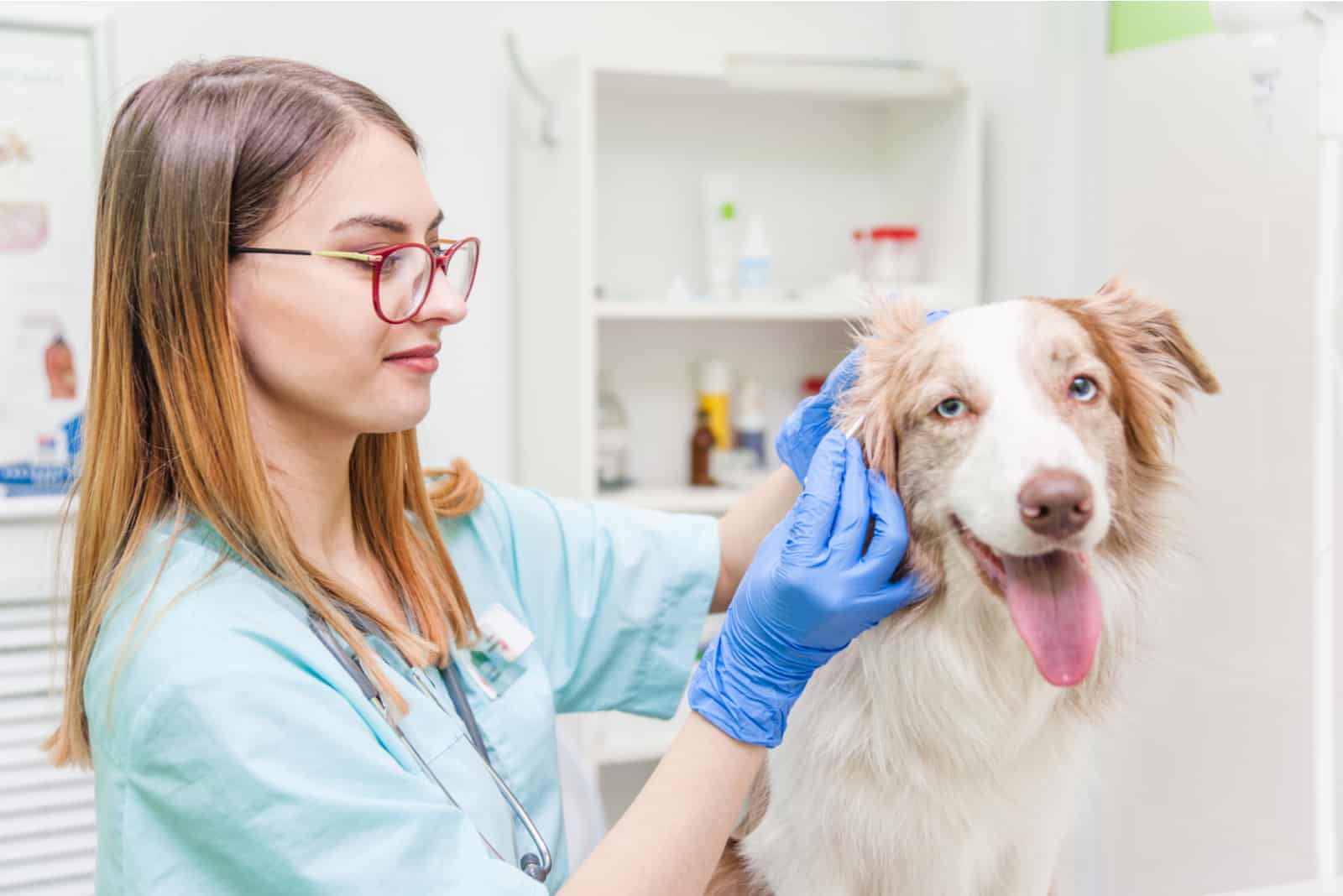 Der Tierarzt untersucht das Ohr des Hundes