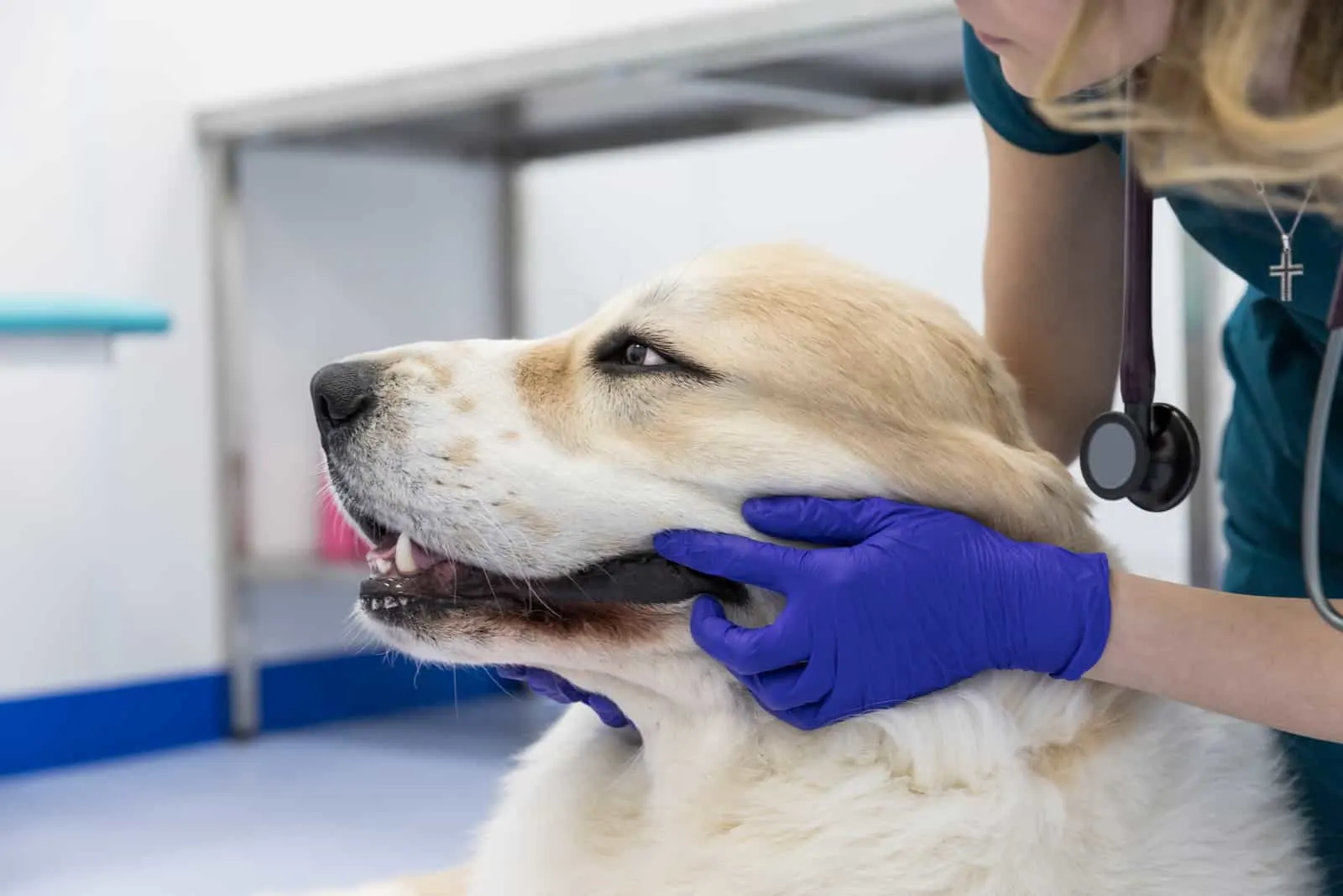 Der Tierarzt untersucht den Hund