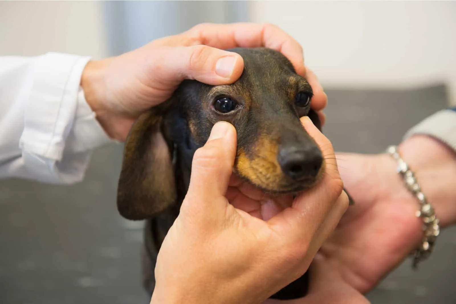 Der Tierarzt untersucht die Augen des Jagdhundes