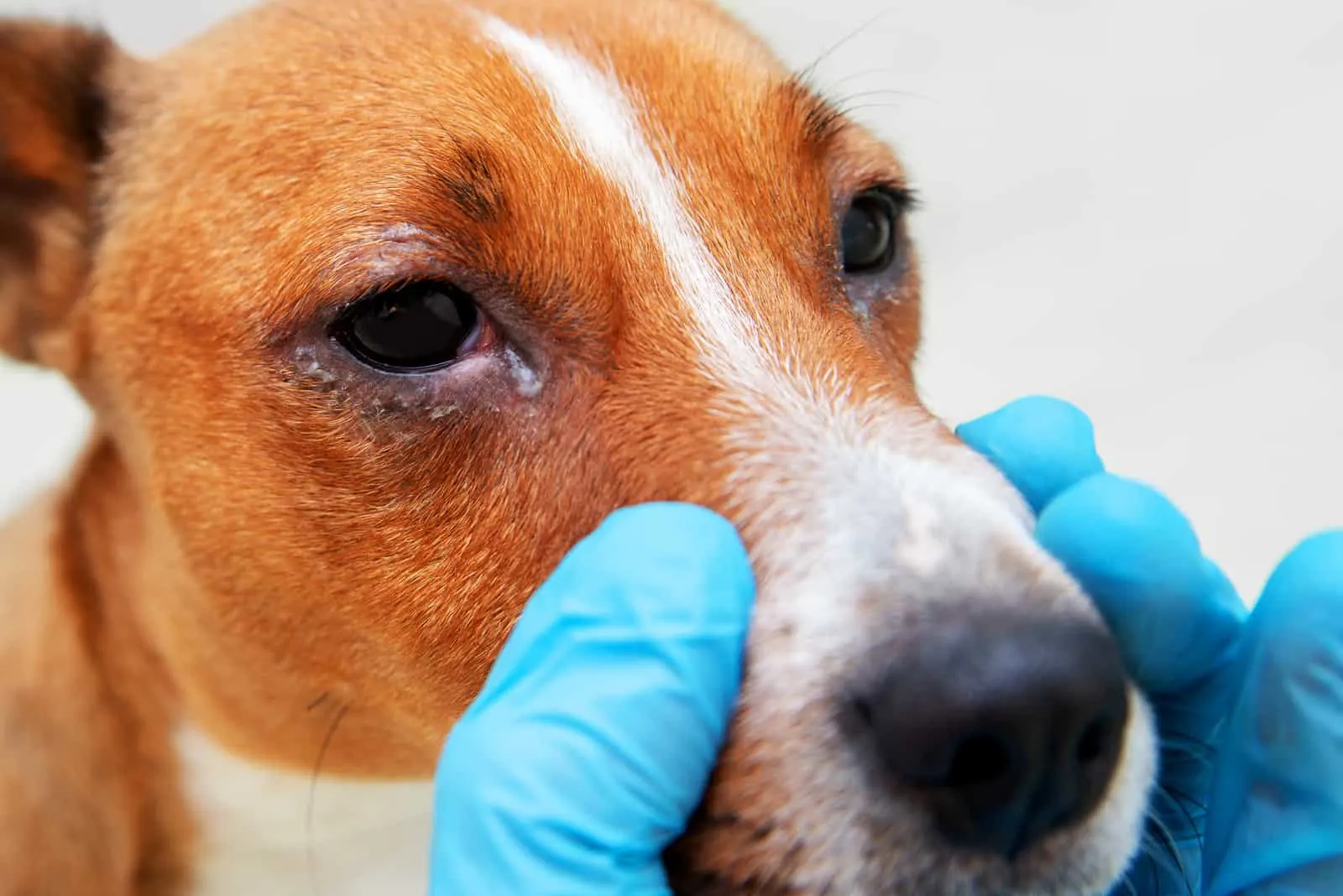 Der Tierarzt untersucht die Augen des kranken Hundes