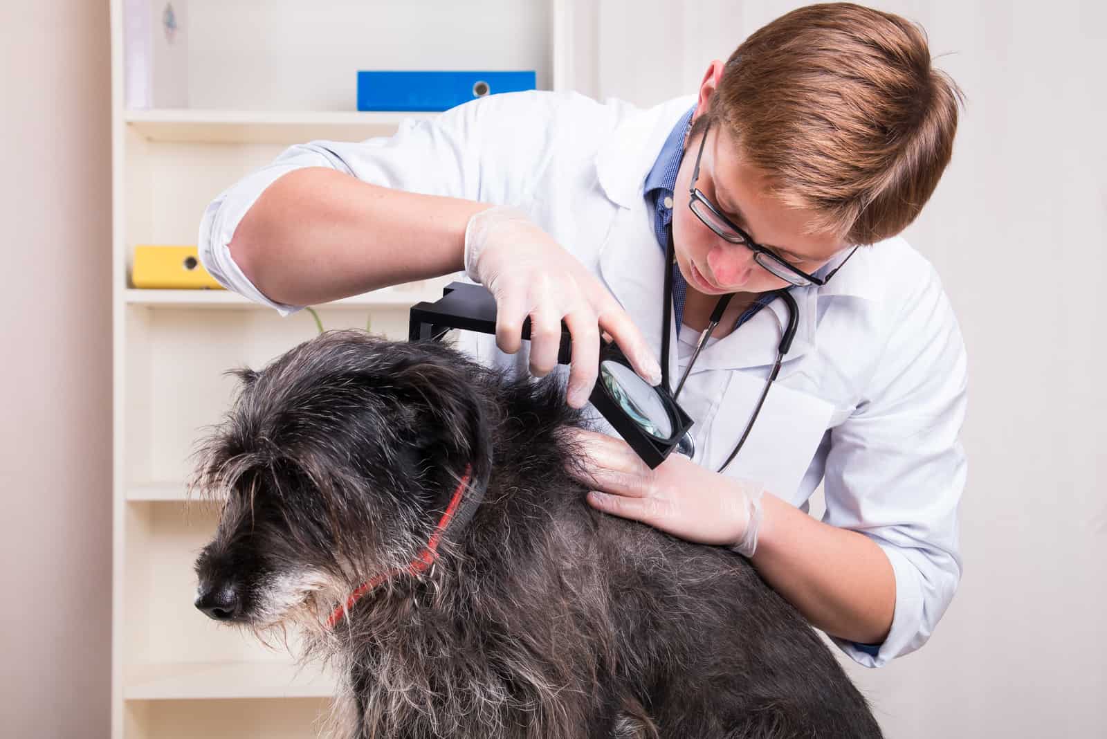 Der Tierarzt untersucht die Haare des Hundes und sucht nach Parasiten