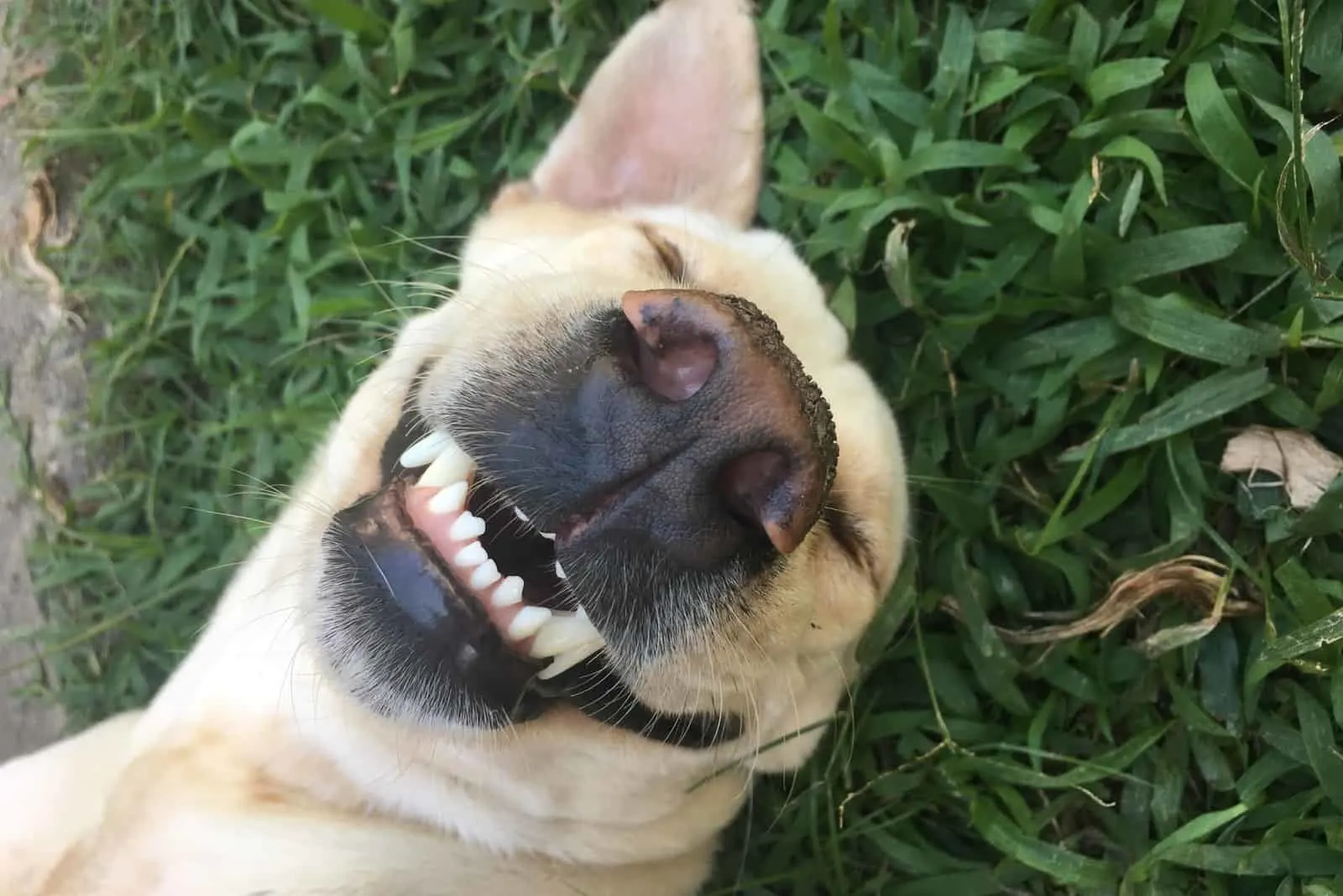 Der weiße Hund liegt im Gras und lacht
