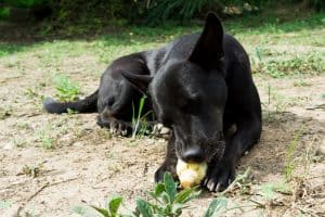 Netter Hund, der gekochten Mais isst