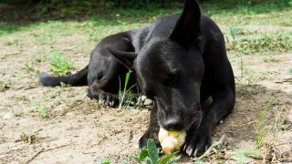 Netter Hund, der gekochten Mais isst