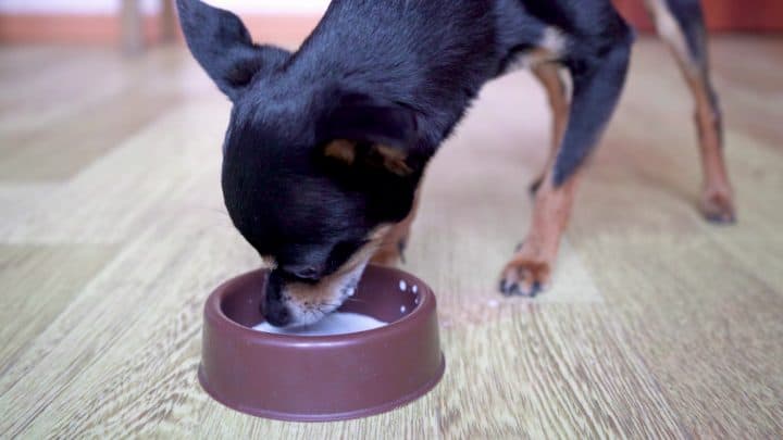 Dürfen Hunde Milch trinken – Laktoseintoleranz bei Vierbeinern