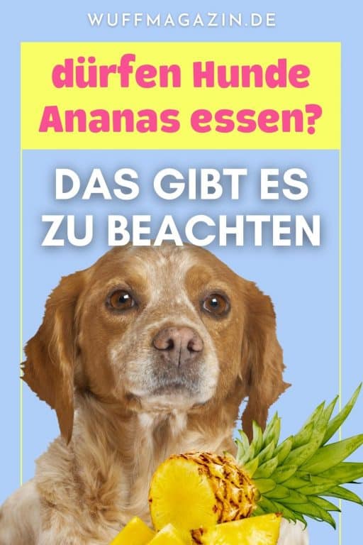 Dürfen Hunde Ananas essen? Das gibt es zu beachten