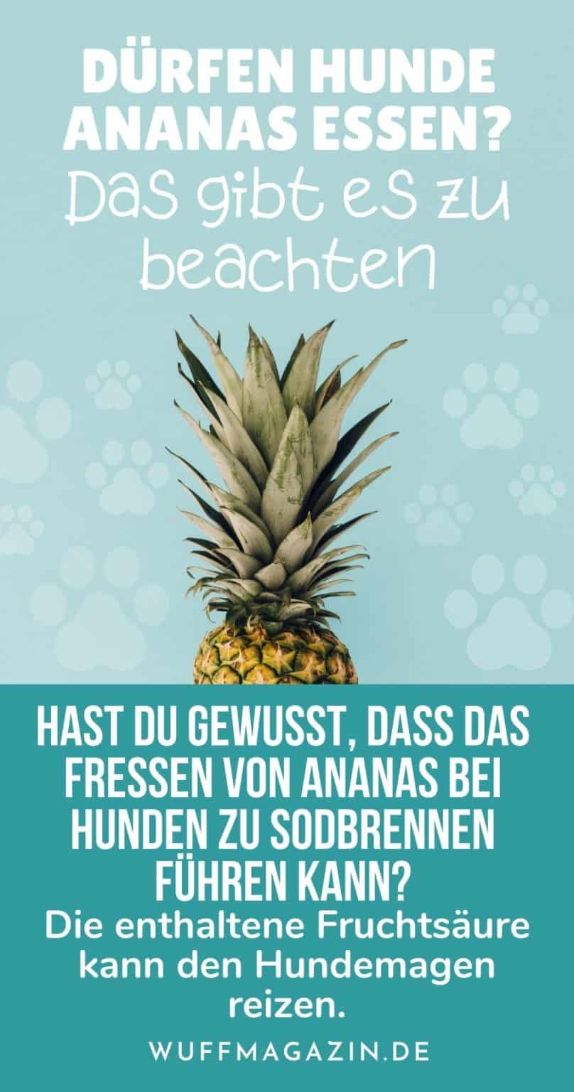 Dürfen Hunde Ananas essen? Das gibt es zu beachten