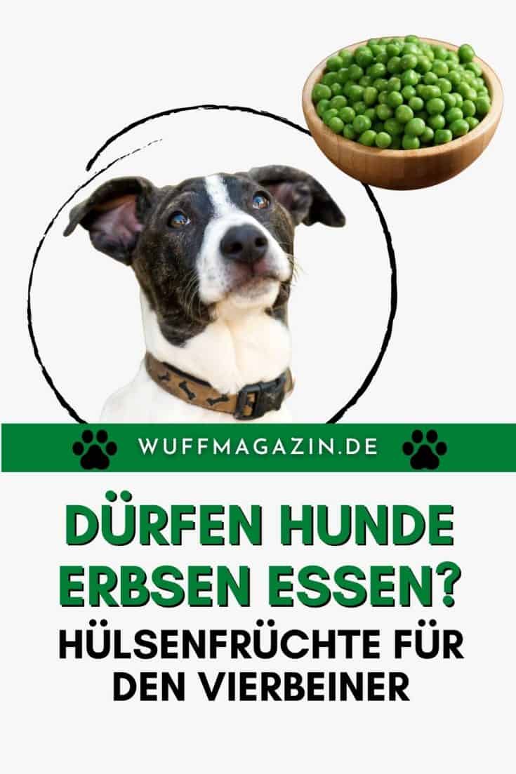 Dürfen Hunde Erbsen essen? Hülsenfrüchte für den Vierbeiner