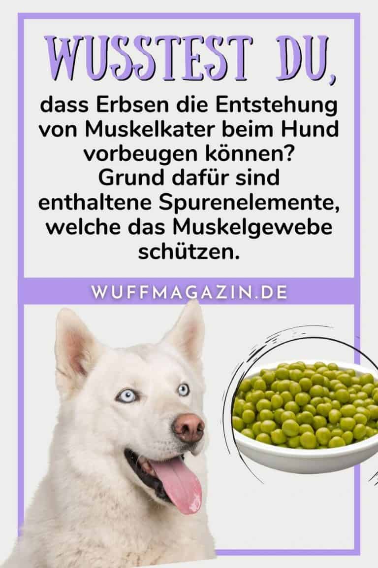 Dürfen Hunde Erbsen essen? Hülsenfrüchte für den Vierbeiner