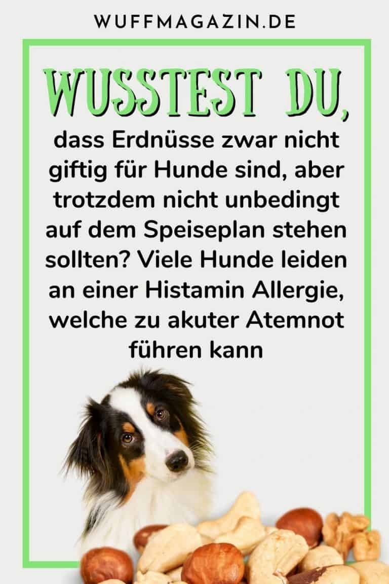 Dürfen Hunde Erdnüsse essen? Ist die Nuss giftig oder erlaubt?