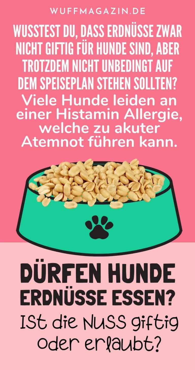 Dürfen Hunde Erdnüsse essen? Ist die Nuss giftig oder erlaubt?