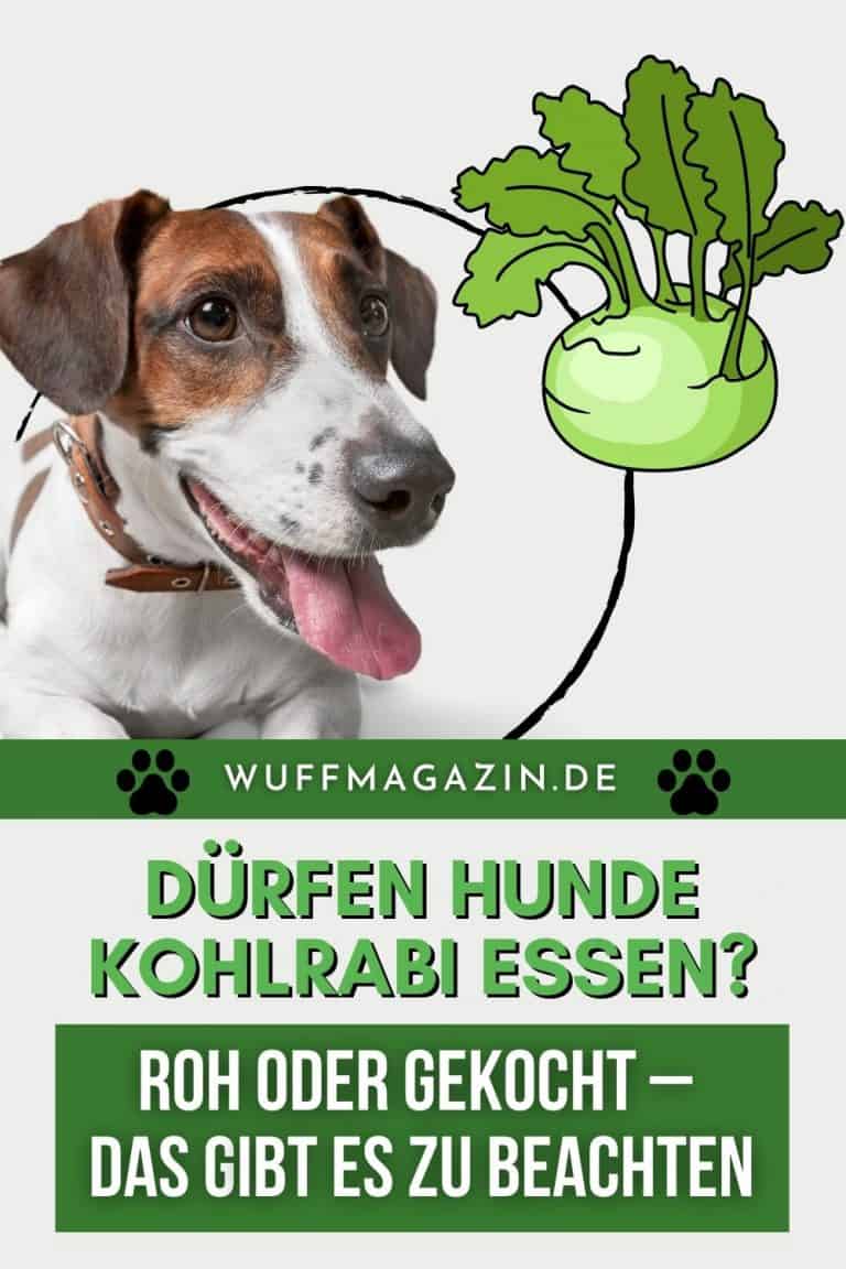 Dürfen Hunde Kohlrabi essen? Roh oder gekocht das gibt es zu beachten