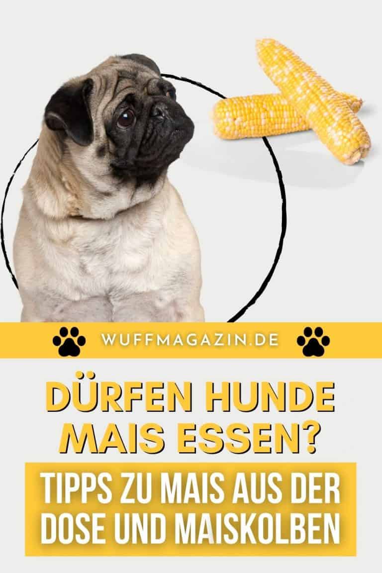 Dürfen Hunde Mais essen? Tipps zu Mais aus der Dose und Maiskolben