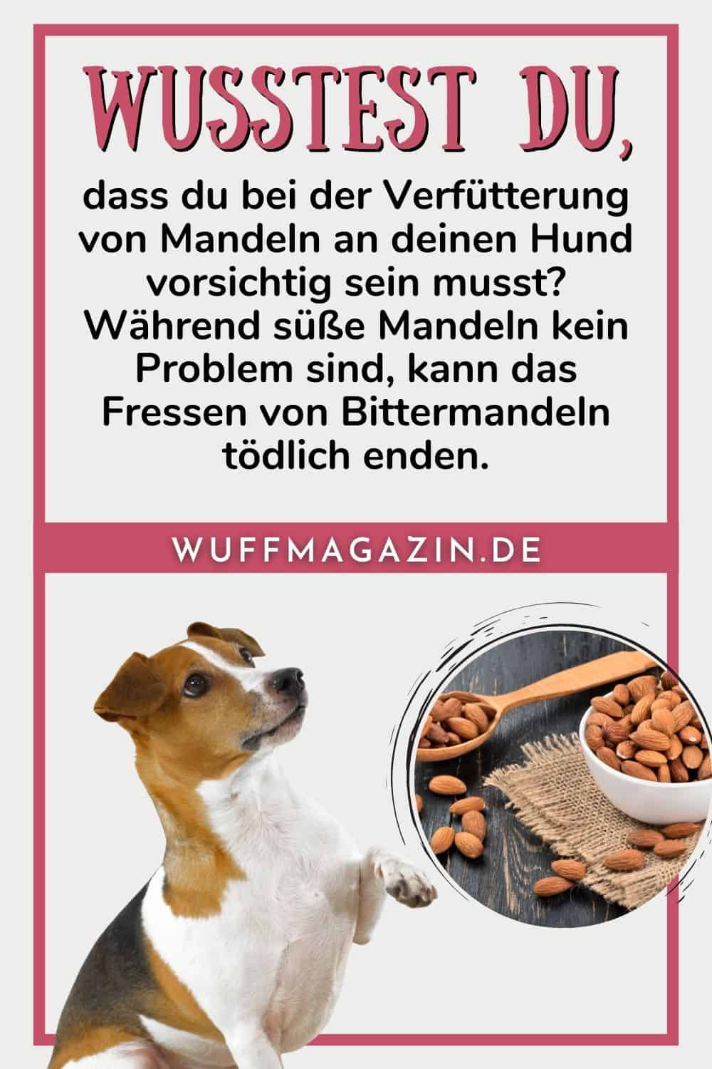 Dürfen Hunde Mandeln essen Bittermandeln vs. süße Mandeln