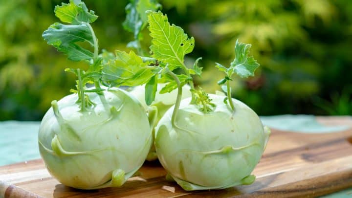 Dürfen Hunde Kohlrabi essen? Roh oder gekocht – das gibt es zu beachten