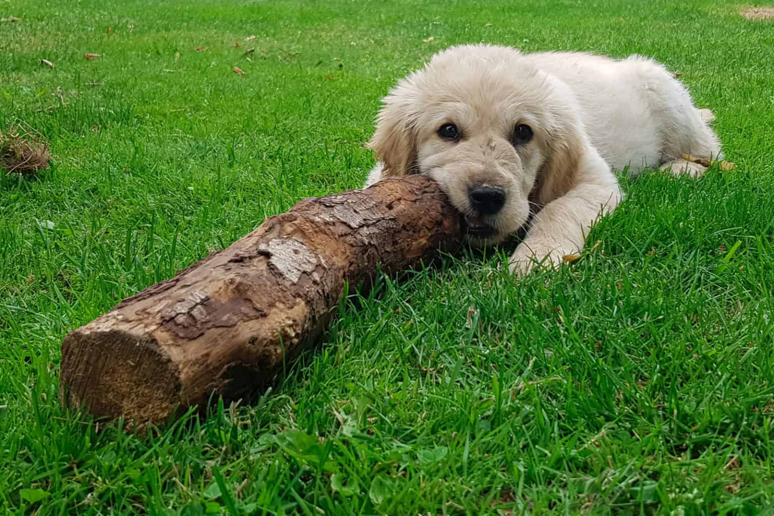 Wie viele Zähne hat ein Hund? Das Gebiss des Hundes