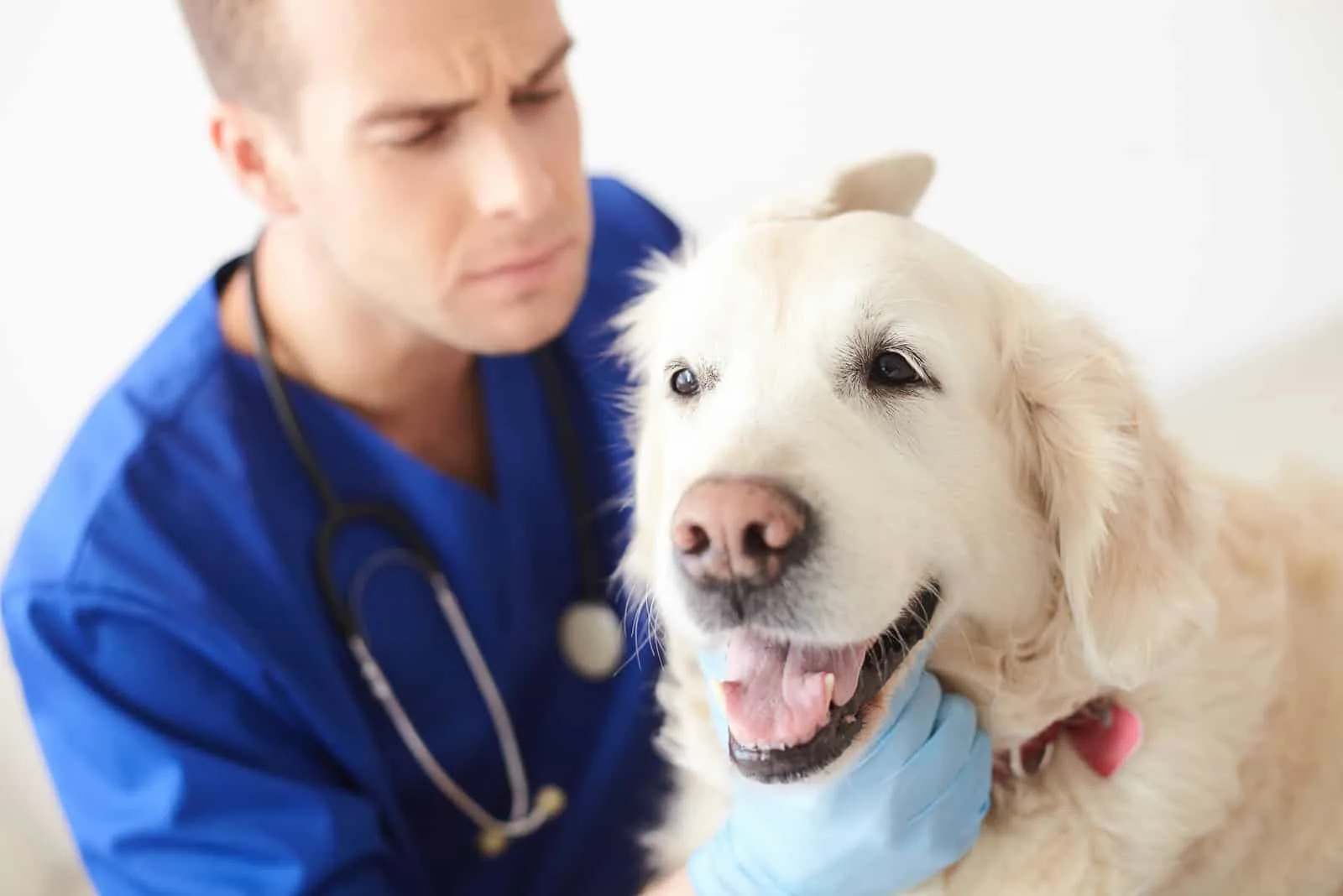 Ein Tierarzt untersucht das Ohr eines Labrador Retrievers