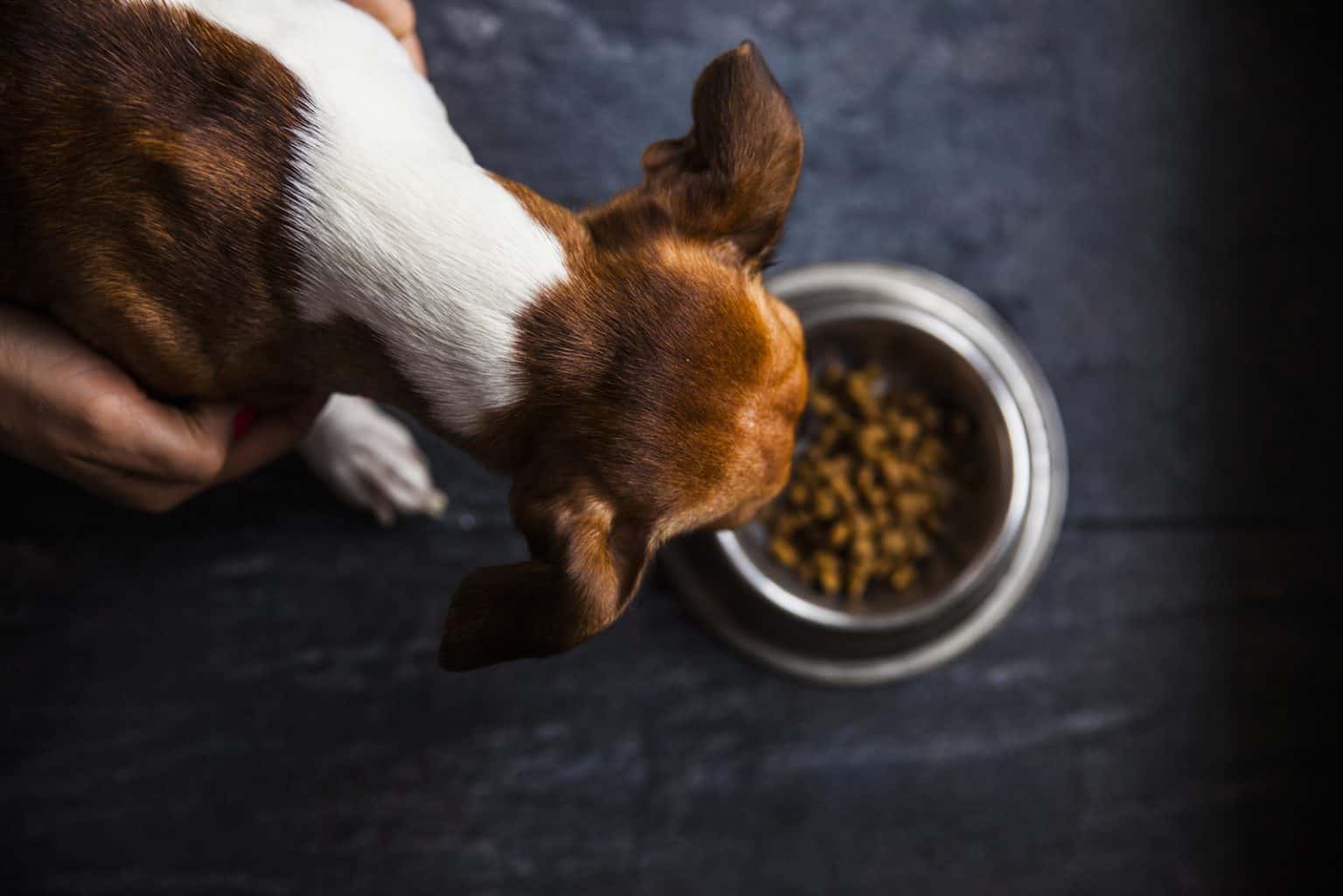 Mein Hund nimmt nicht zu Ursachen und Tipps für eine Gewichtszunahme