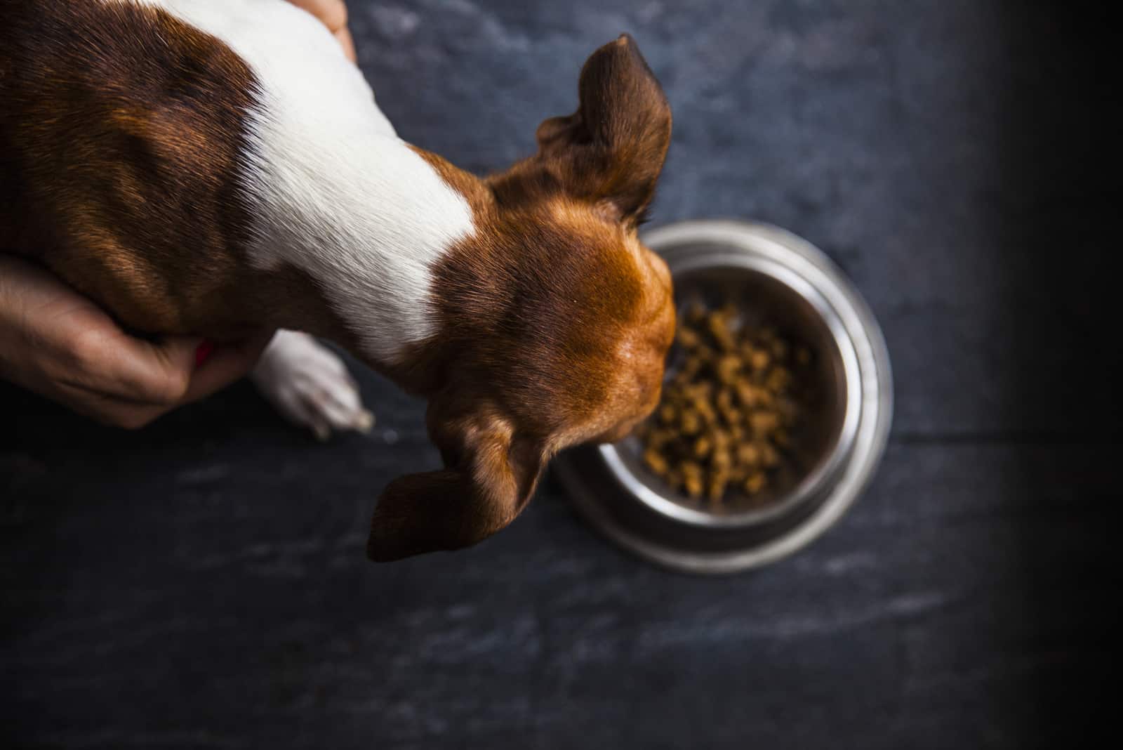 Ein dünner brauner Hund frisst Trockenfutter aus einer Schüssel