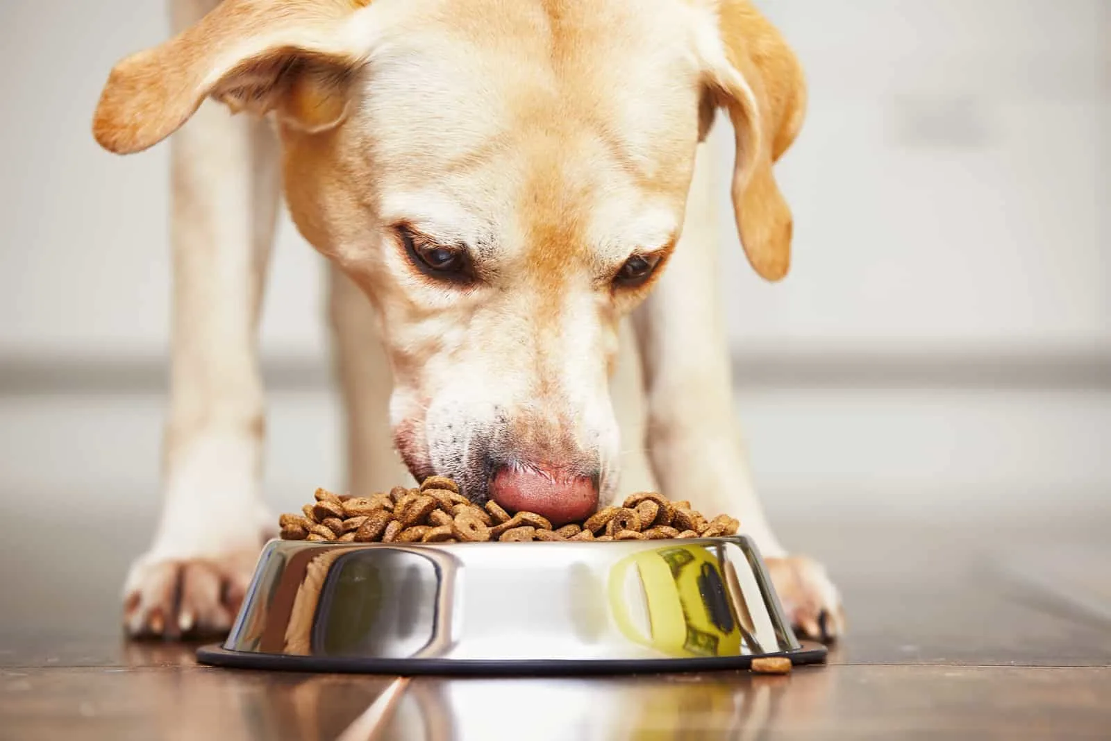 Ein hungriger Labrador Retriever isst Hundefutter aus einer Schüssel