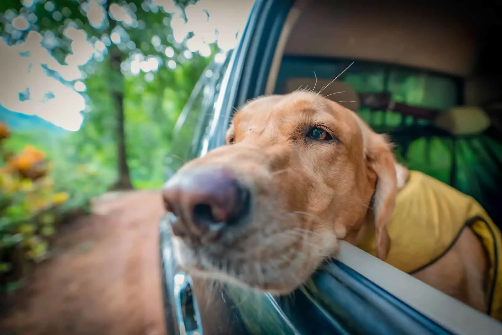 Ein schwacher kranker Hund spähte aus dem Autofenster