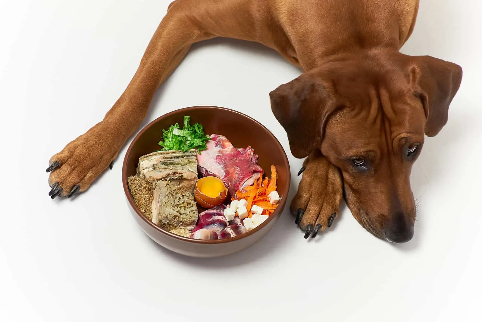 Ein trauriger Hund liegt neben einer Barf Bowl