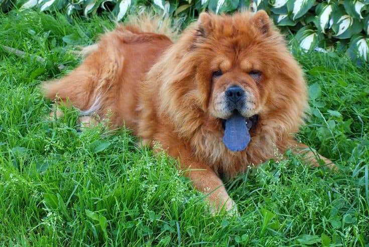 Hund mit blauer Zunge Rassen und Gründe für die außergewöhnliche Färbung