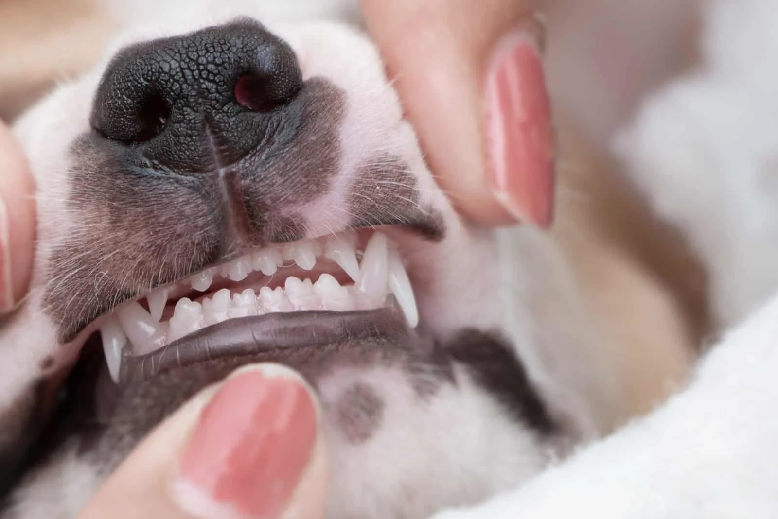Eine Frau untersucht die Zähne eines weißen Hundes