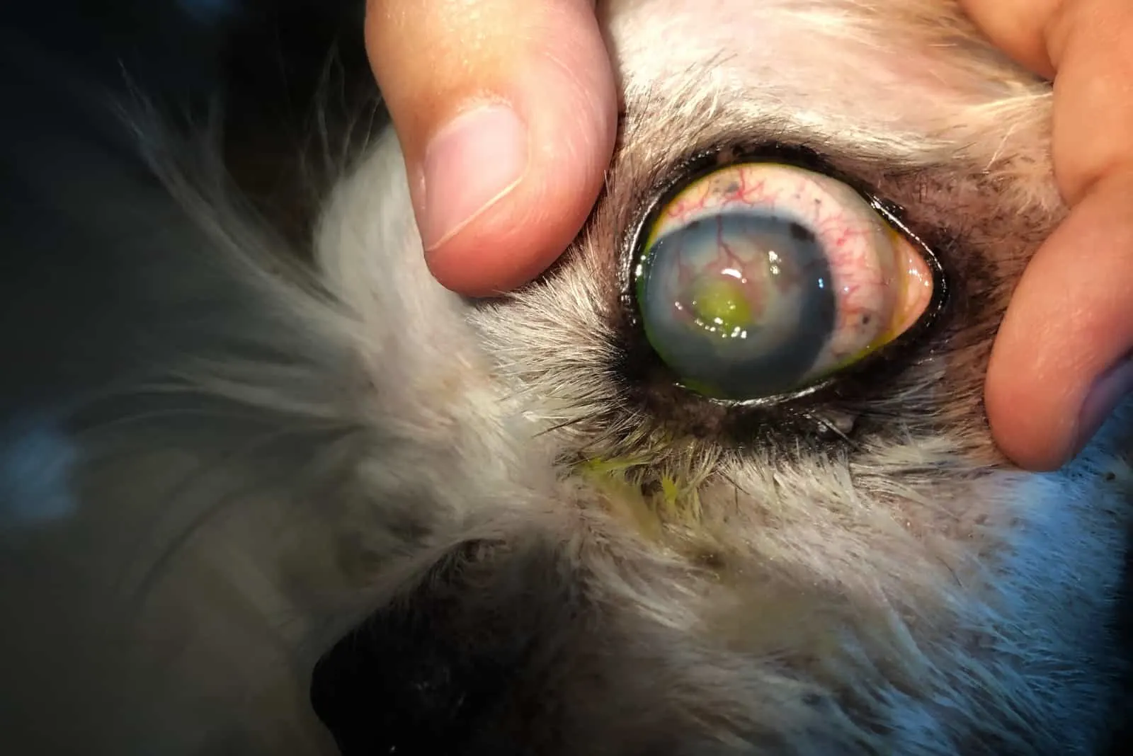 Entzündung der Hornhaut des Hundeauges