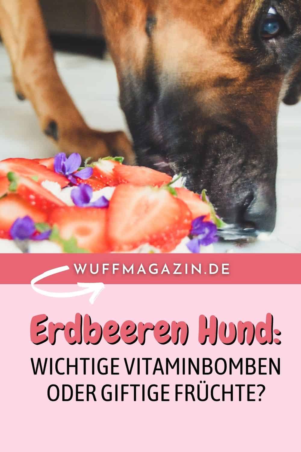 Erdbeeren Hund Wichtige Vitaminbomben oder giftige Früchte