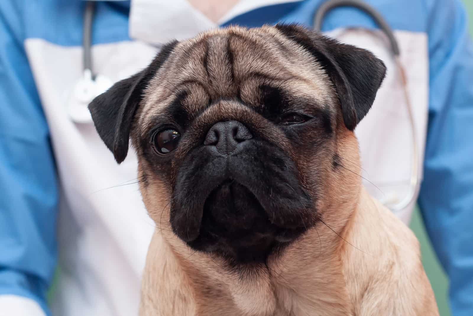 Französische Bulldogge bei Untersuchung beim Tierarzt