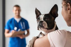 süßer Boston Terrier Hund in der Klinik mit Besitzer