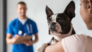 süßer Boston Terrier Hund in der Klinik mit Besitzer