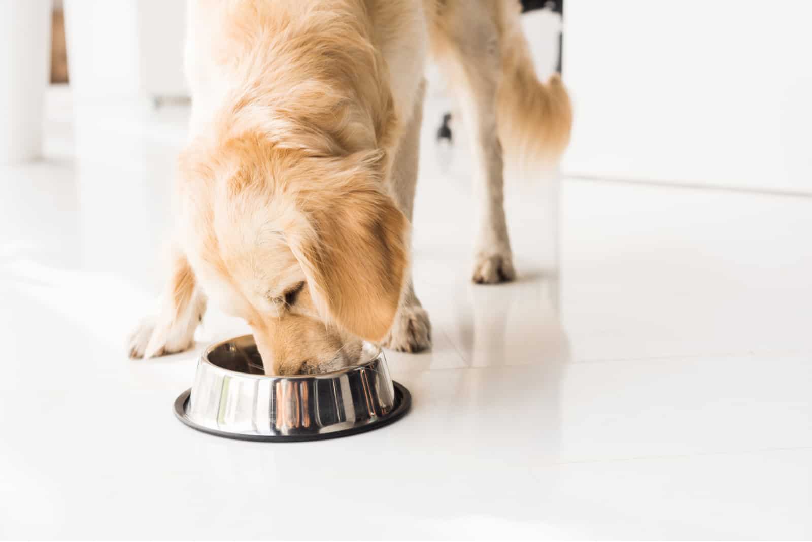 Golden Retriever, der Hundefutter aus Metallschale isst