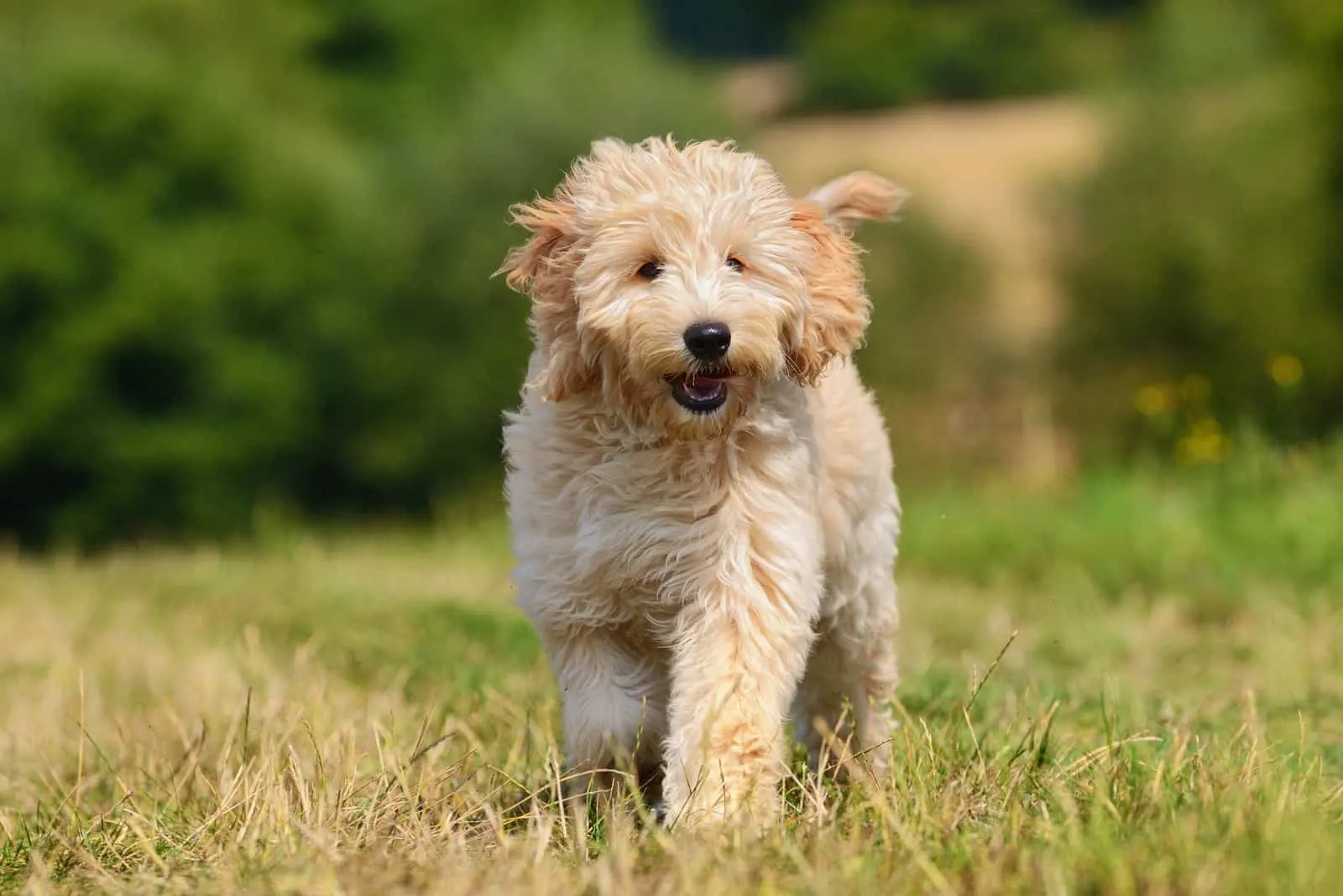 Goldendoodle Dog Welpe draußen auf Gras