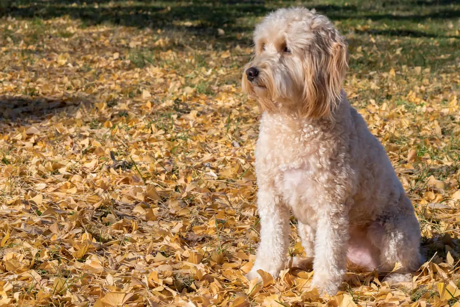 Goldendoodle F1B Hund im Park